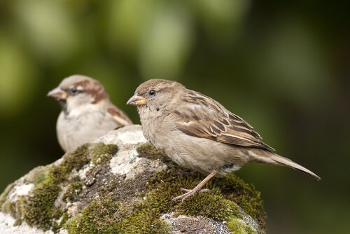 Bilde av fuglearten gråspurv.