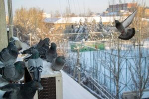 7 ulike måter du kan skremme bort duer på