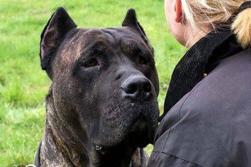 En dogo canario på gressplen.