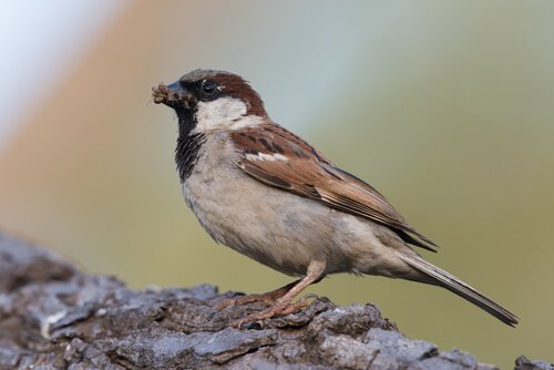En gråspurv som spiser.