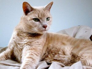 Hvorfor bør du sterilisere katten din?