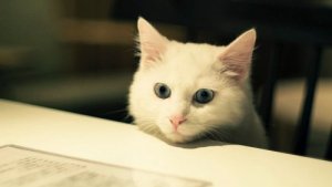 Kjæledyr som er ideelle å ha i leiligheter