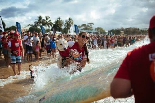 Noosa surfefestival