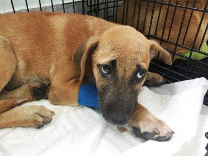 Hund på sykehuset på grunn av allergier