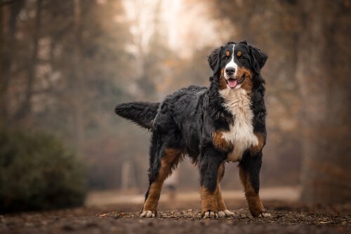 Berner sennenhund