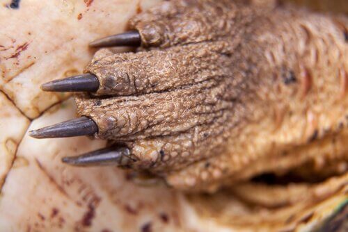 Bilde av hånden til en skilpadde.