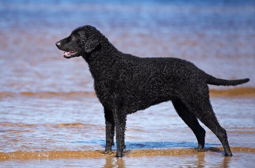 Retrieverraser, Curly-coated retriever