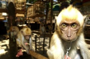 Spania, inngangsporten til ulovlig dyrehandel i Europa