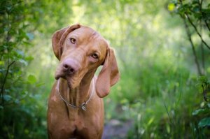 Det er viktig å vite hundens blodtype!