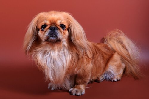 En pekingeser
