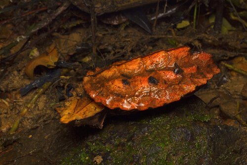 En skilpadde ved vannoverflaten.