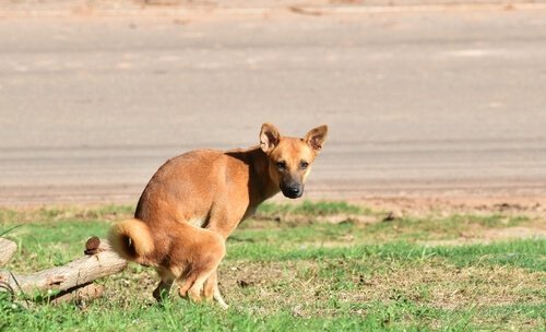 giardiasis hos hund
