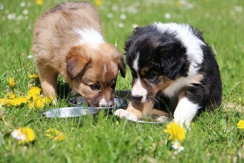 giardiasis hos hund
