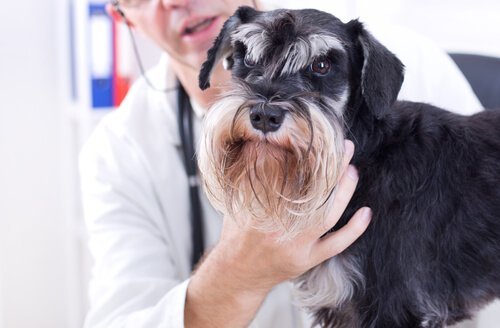 giardiasis hos hund