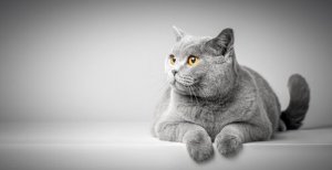 Kattens kroppsspråk - Forstå hva de kommuniserer