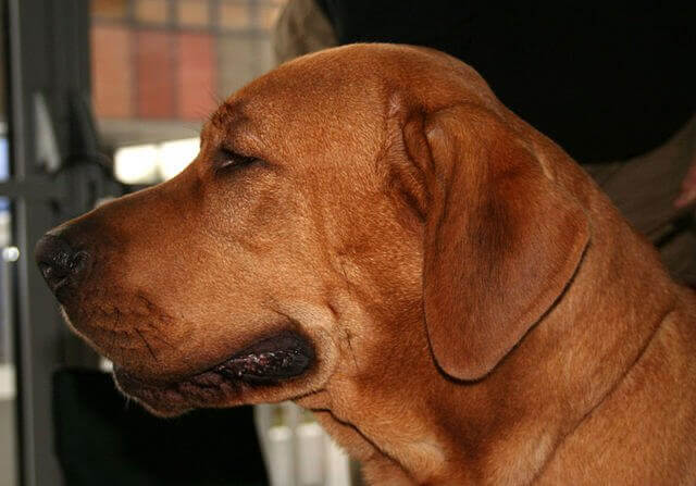 Hodet til en hund av rasen broholmer.