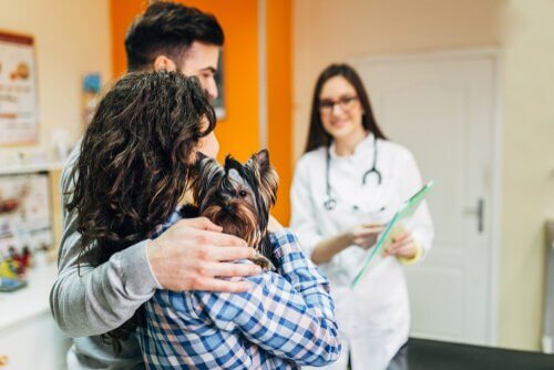 Forholdsregler for å kunne ta med hunden til en veterinær