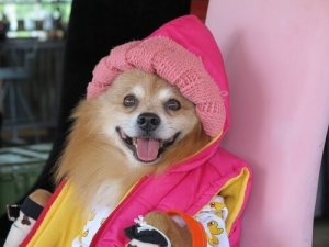 Konsekvensene av å menneskeliggjøre kjæledyret ditt