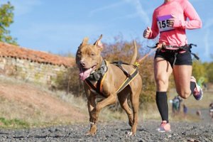Hva er canicross? - Trening med hunden