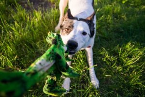 Hunden min tygger på alt: Hvordan stoppe den?