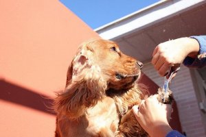 Tips for å finne hundefrisør til kjæledyret ditt