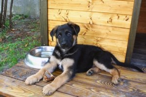 Legg merke til disse 4 funksjonene for et flott hundehus