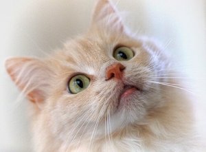 Hvordan trene en katt ved hjelp av en klikker