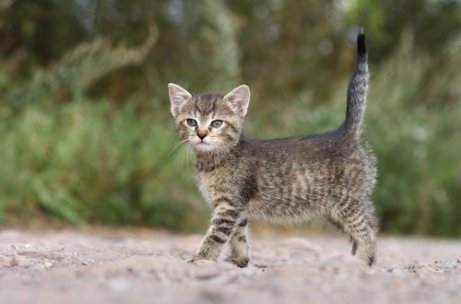 Katten vifter med tuppen av halen