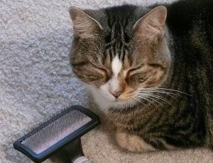 Hvordan børste katten din