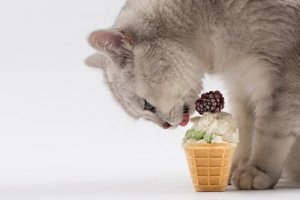 Sommeroppskrifter for katter
