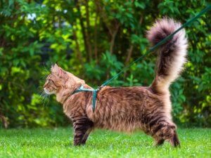 Kattens hale: Hva forteller den oss?