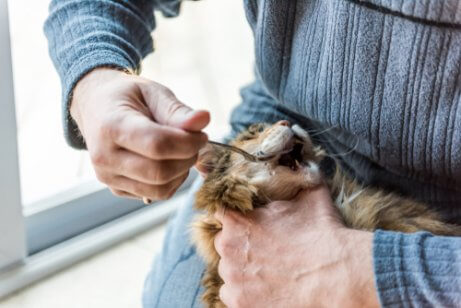 Olivenolje for katter bidrar til å bli kvitt forstoppelse