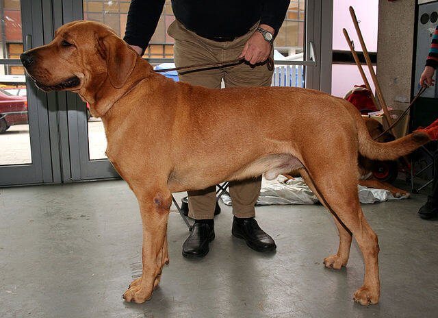 En mann holder en hund av rasen broholmer.