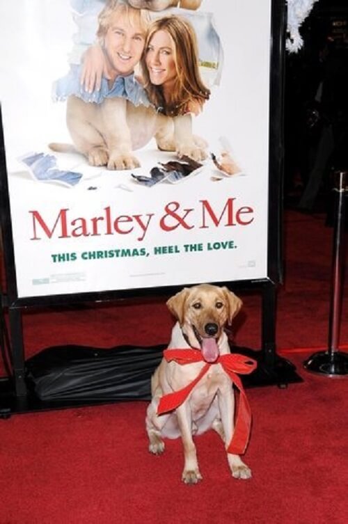 Marley and me