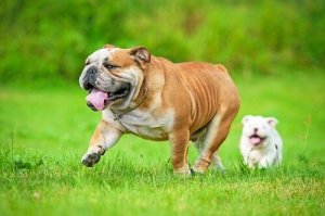 Brachycephalic syndrom: årsaker, symptomer og behandling