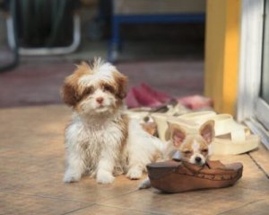 Hvorfor hunden tygger på alt