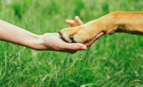 Hvordan kan man vinne en hund sin respekt?