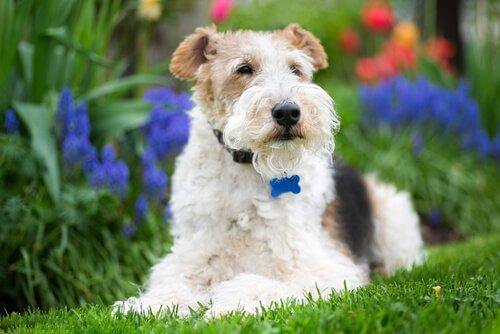 En Fox Terrier