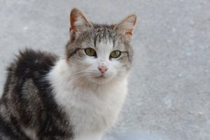 Felin infeksiøs peritonitt: Kan være dødelig for katten din