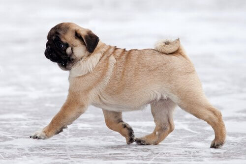 Hunder kommuniserer ved hjelp av halen sin, men hunderaser som pugg må finne andre måter å kommunisere på.