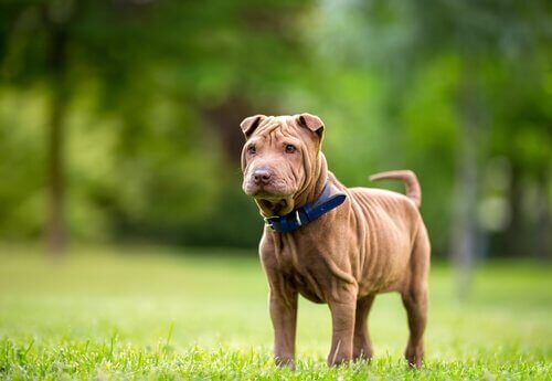 En shar pei