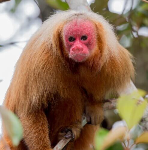 Et eksemplar av dyrearten ukarier.