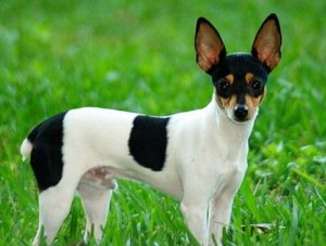 Hunderasen toy fox terrier