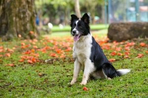 Alt om hunderasen border collie