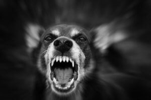 Ting som kan forårsake at en hund blir aggressiv