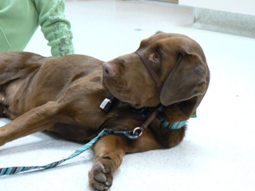 Hund blir dressert ved hjelp av en snutesele.