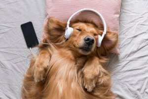 Musikk for dyr