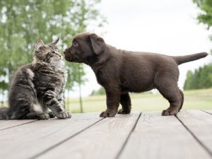 Å skaffe seg en katt når man allerede har en hund