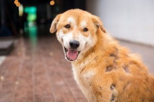 Hva du bør gjøre hvis hunden har en hudsykdom