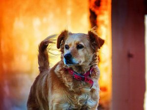 En oversikt over dyr sine rettigheter